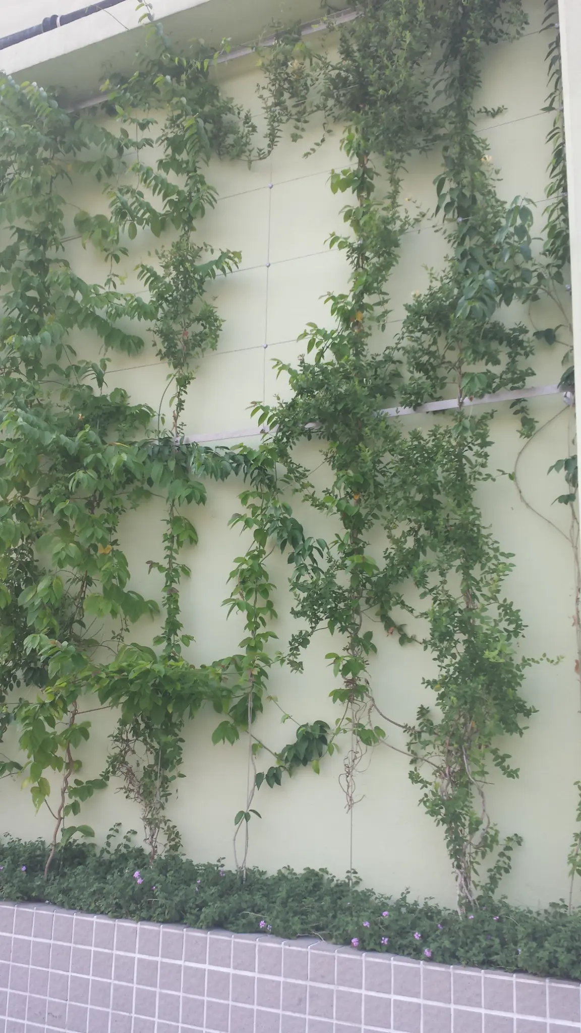 Cheung Sha Wan Estate Green Wall Photo 2