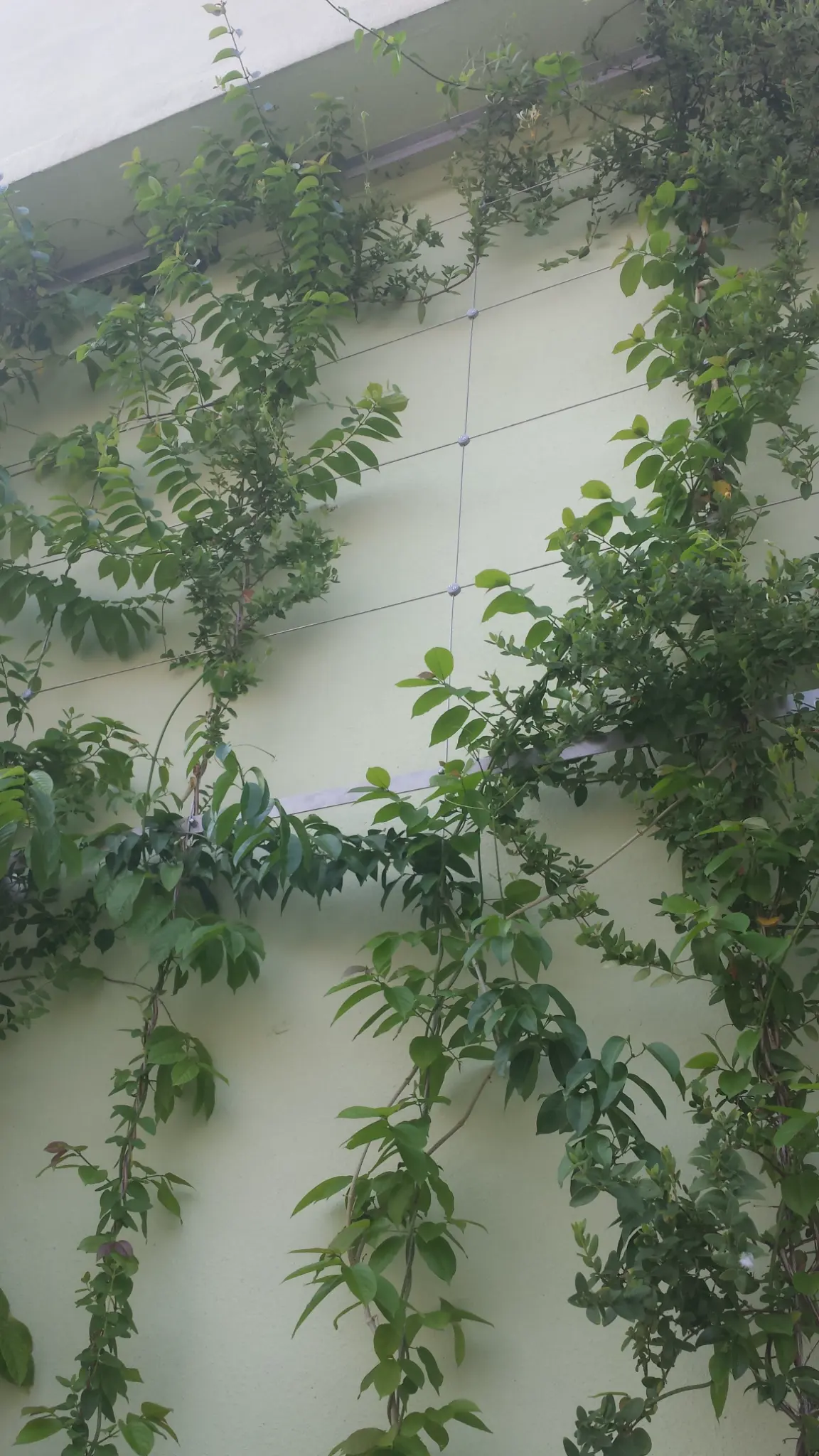 Cheung Sha Wan Estate Green Wall Photo 3