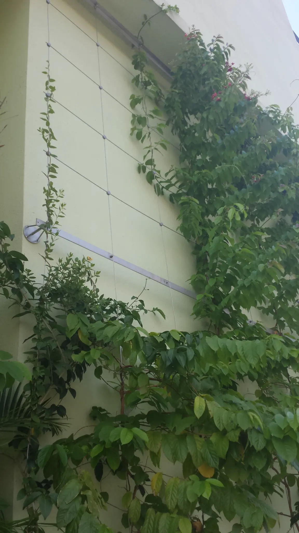 Cheung Sha Wan Estate Green Wall Photo 4
