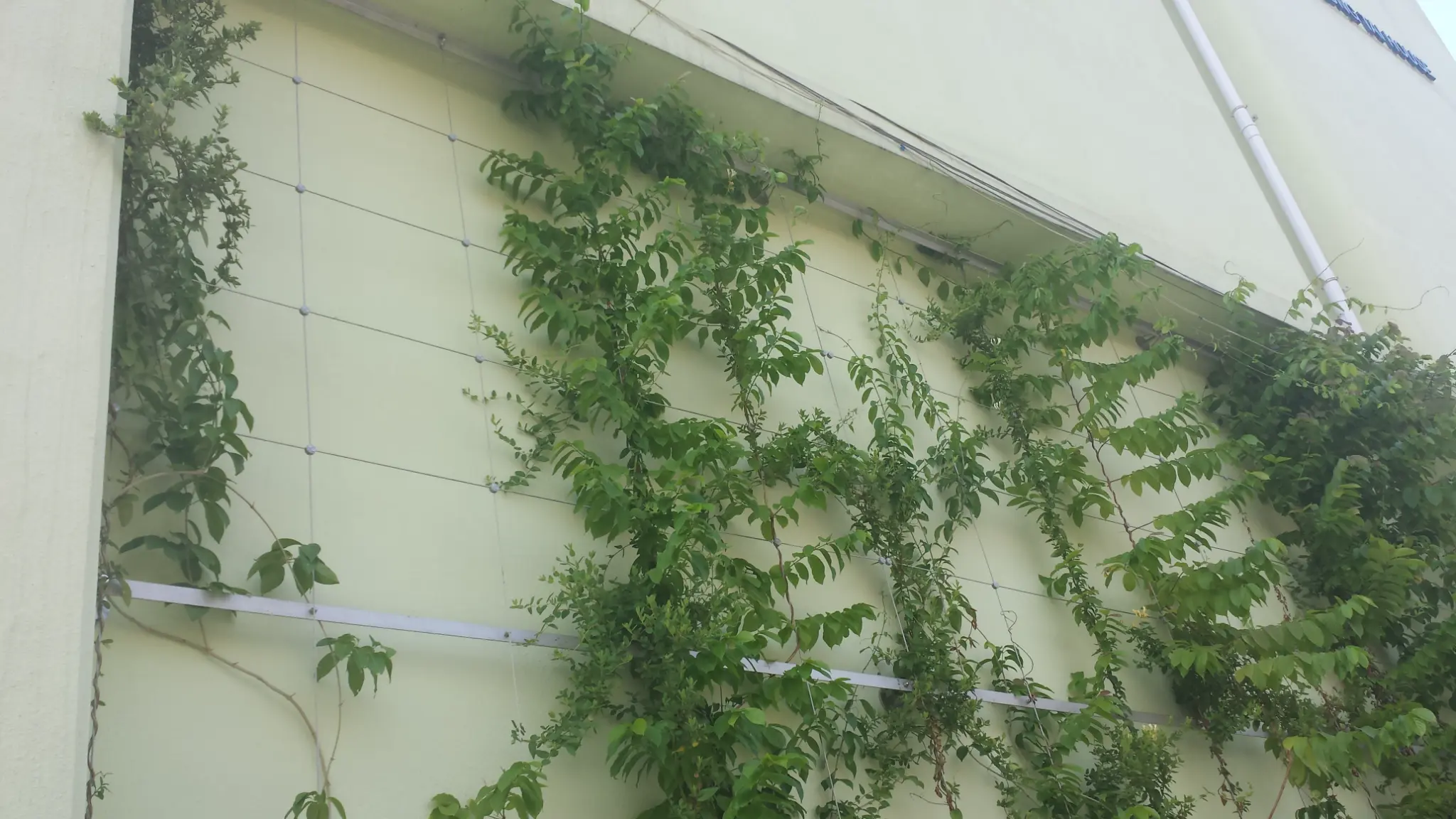 Cheung Sha Wan Estate Green Wall Photo 7