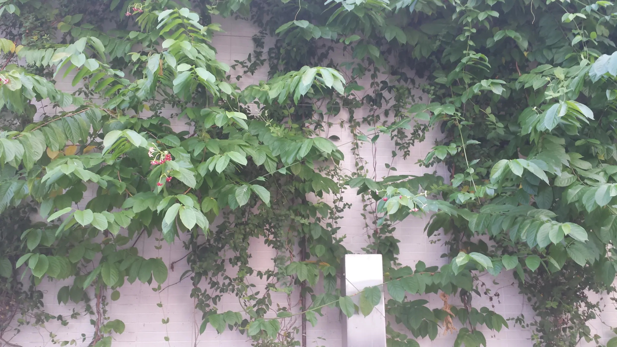Cheung Sha Wan Estate Green Wall Photo 9