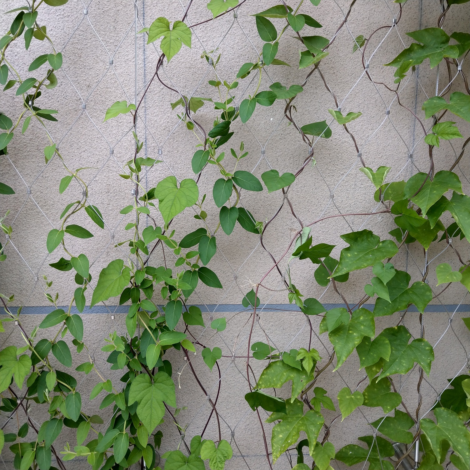 MTR914 Harcourt Road Garden Photo 8