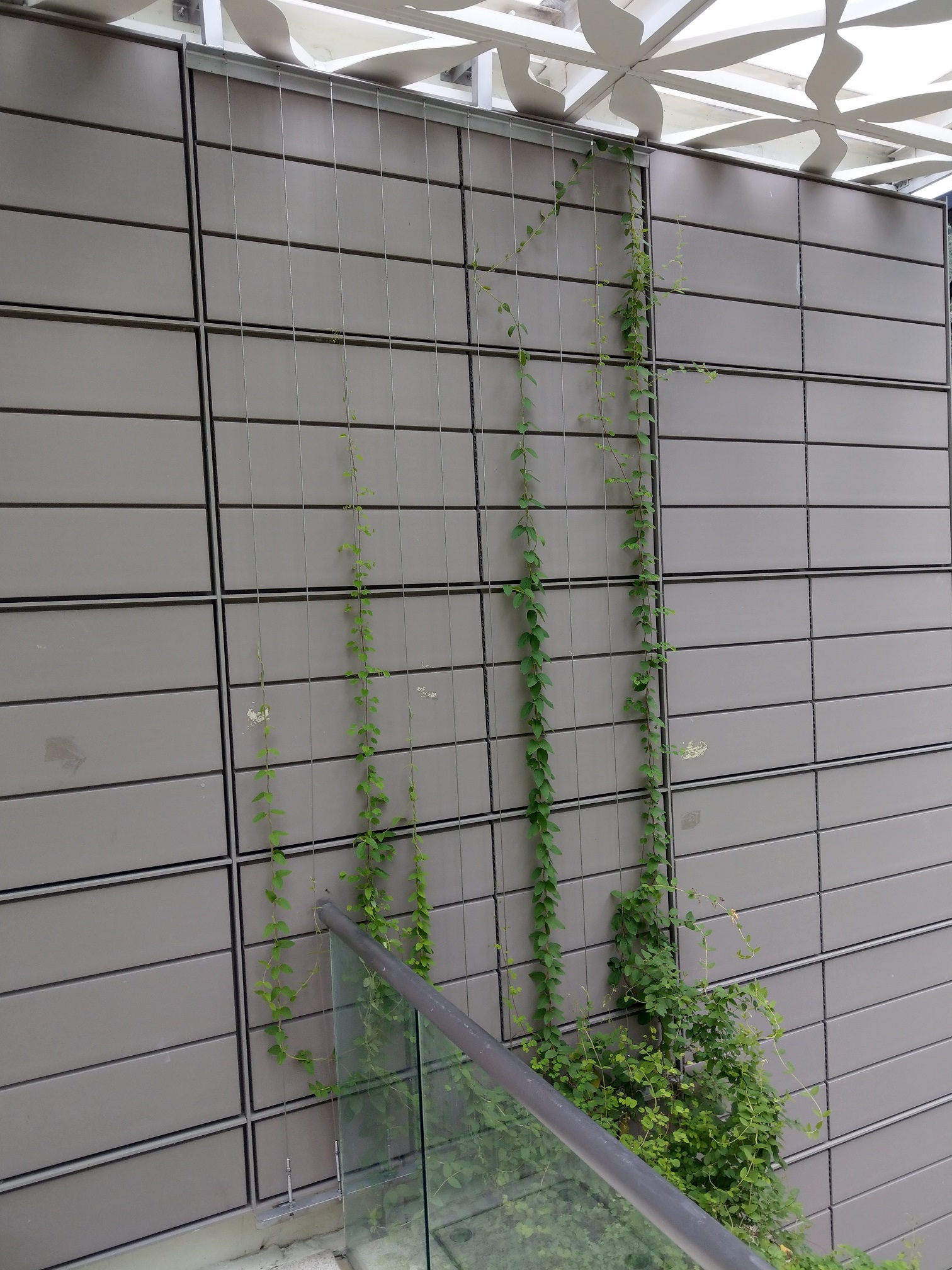 MTR914 Harcourt Road Garden Photo 10